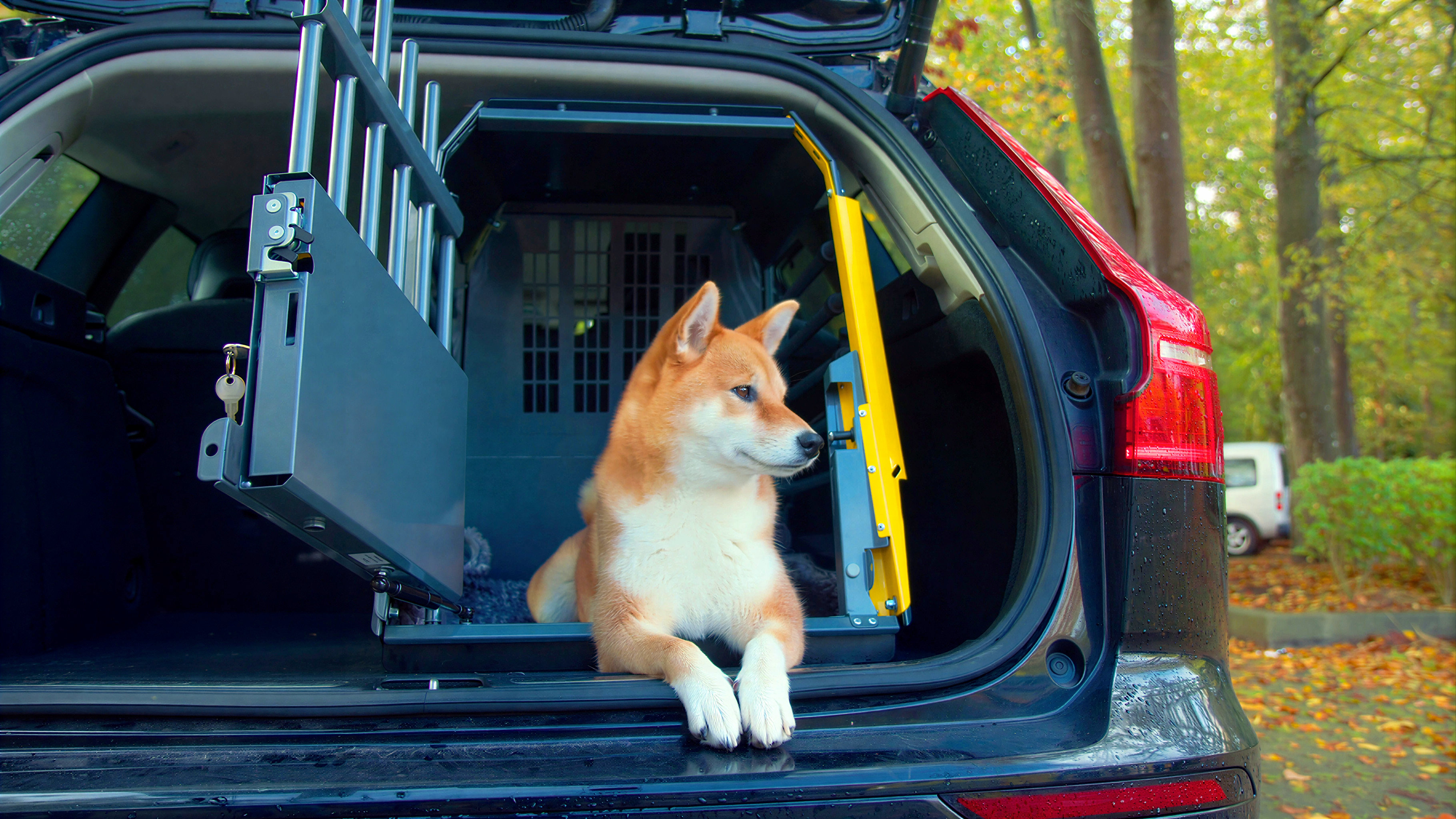 Car dog crates