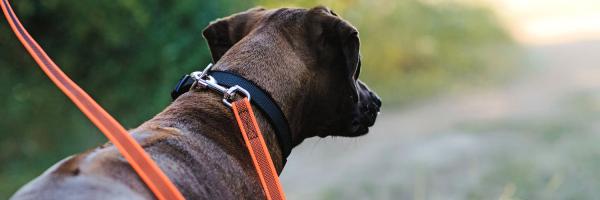 Which dog leash is best for me and my dog?
