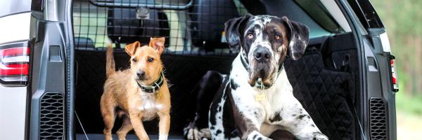 Voyager avec son chien en voiture