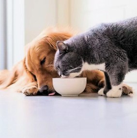 food and drink for pets