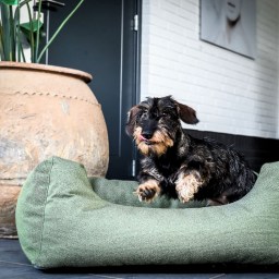 laying-down-sleeping-category