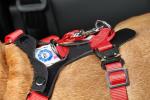 Dog car harness Allsafe Comfort (4)