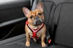Dog car harness Allsafe Comfort (5)