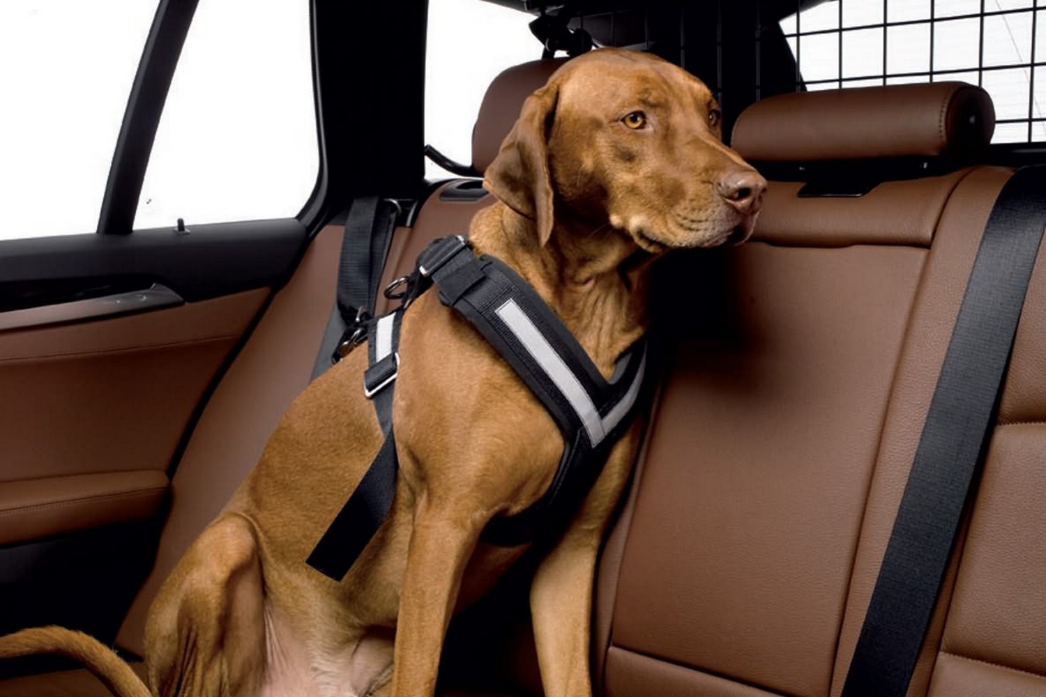 Hundegeschirr f&uuml;rs Auto Allsafe Comfort Gr. S