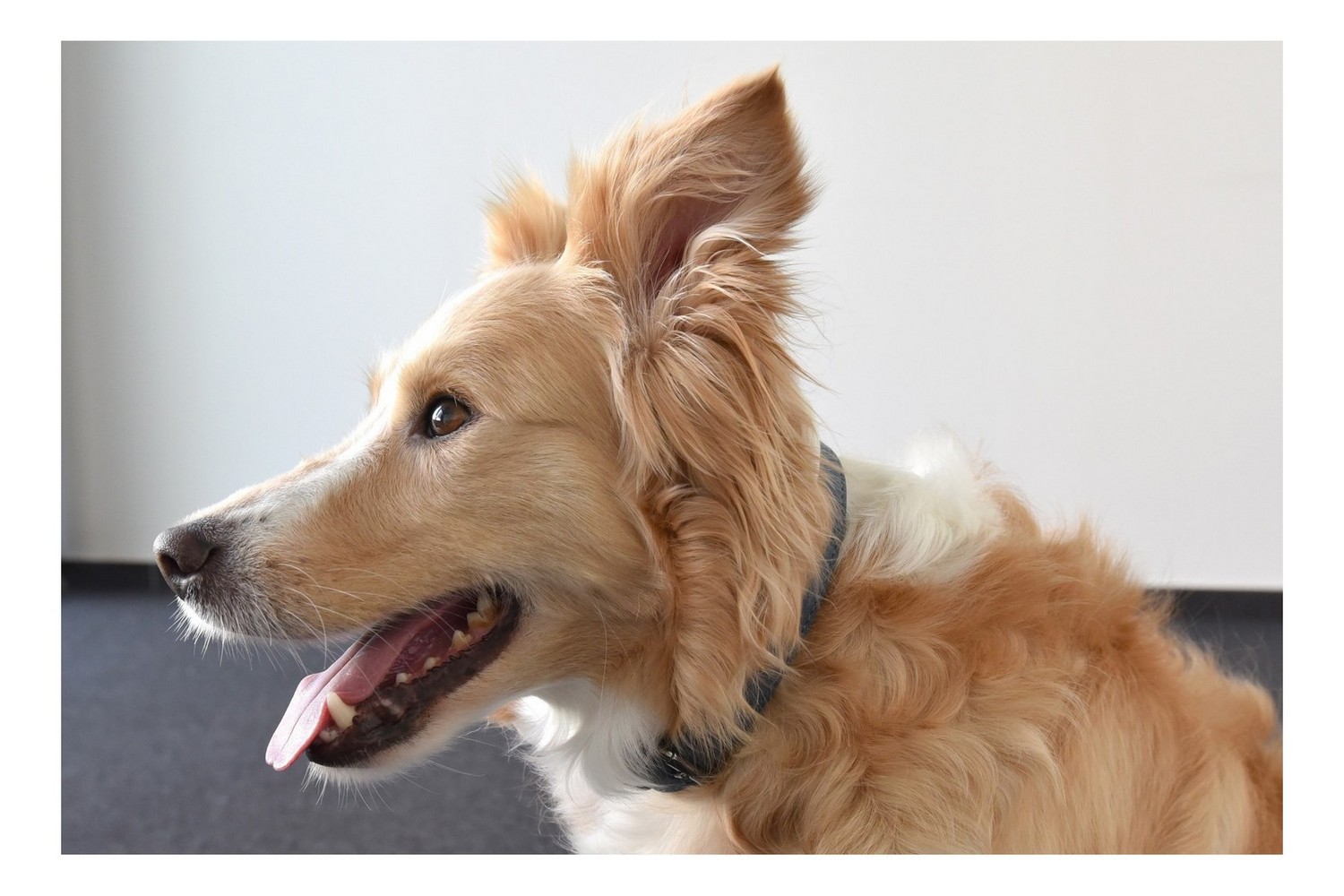 Dog collar Delu blue M (COL1FLDE-M) (3)