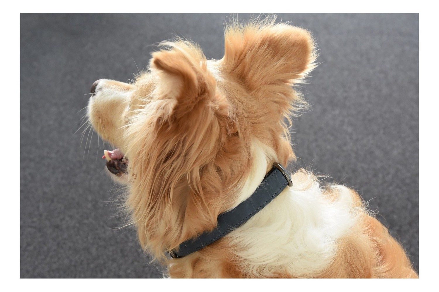 Dog collar Delu blue M (COL1FLDE-M) (4)