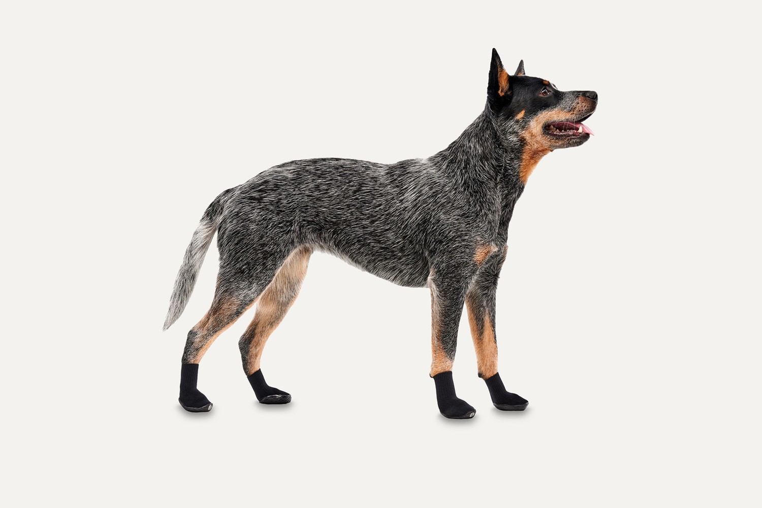Bottes pour chien Goo-eez Lites noir XS lot de 4 Bottes pour chien Goo-eez Lites noir XS lot de 4