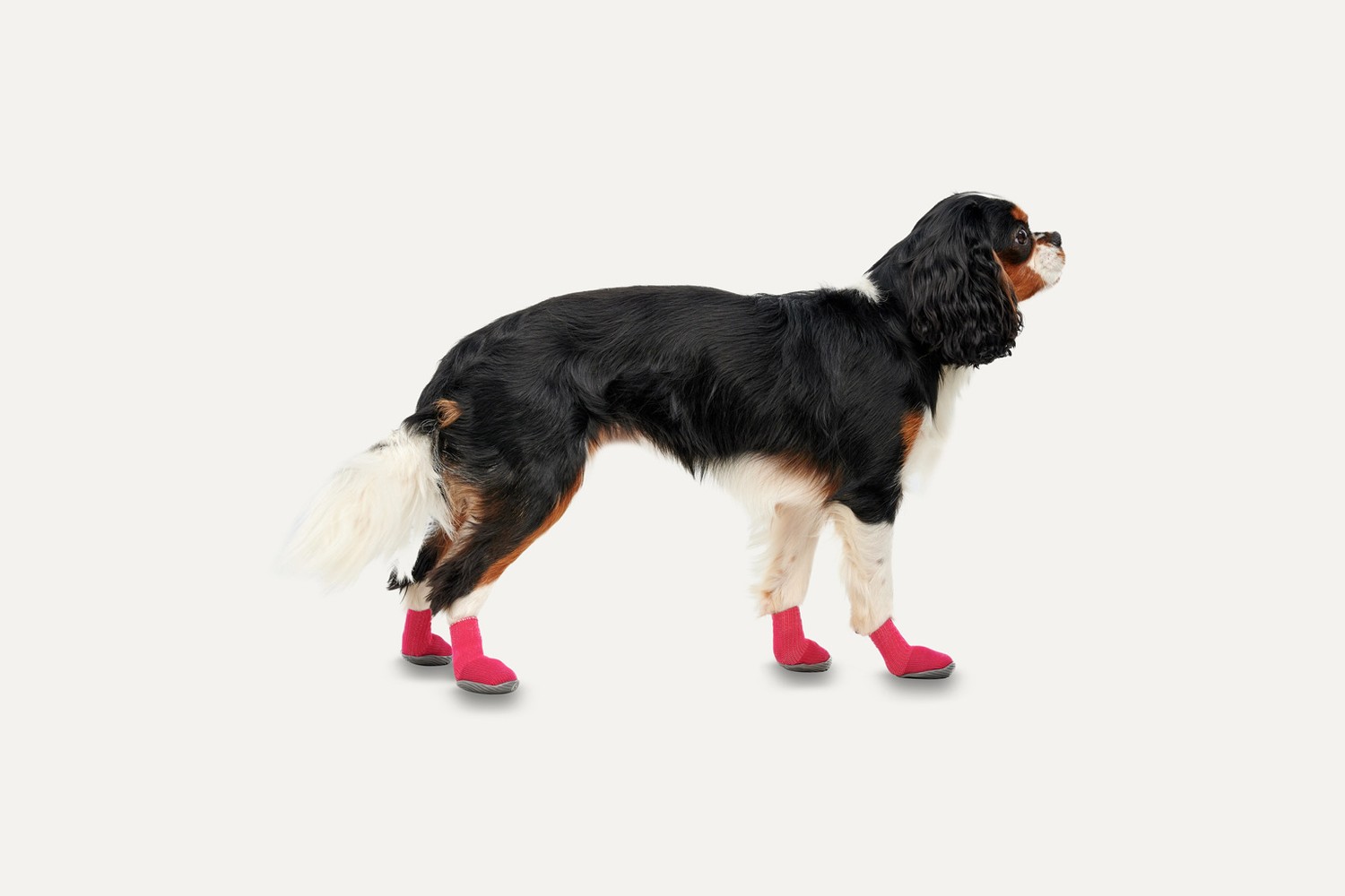 Hundeschuhe Goo-eez Lites rot/schwarz M 4er-Set Hundeschuhe Goo-eez Lites rot/schwarz M 4er-Set