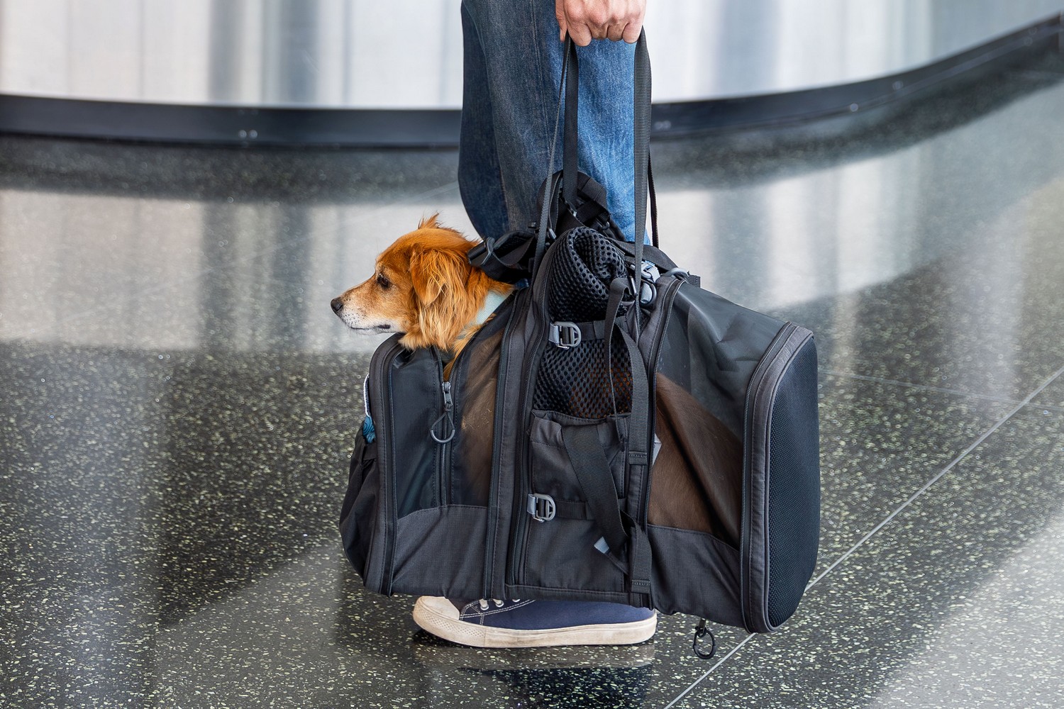 Dog backpack K9 Sport Sack Sky Pack black S (DBP14PSS-S) (10)