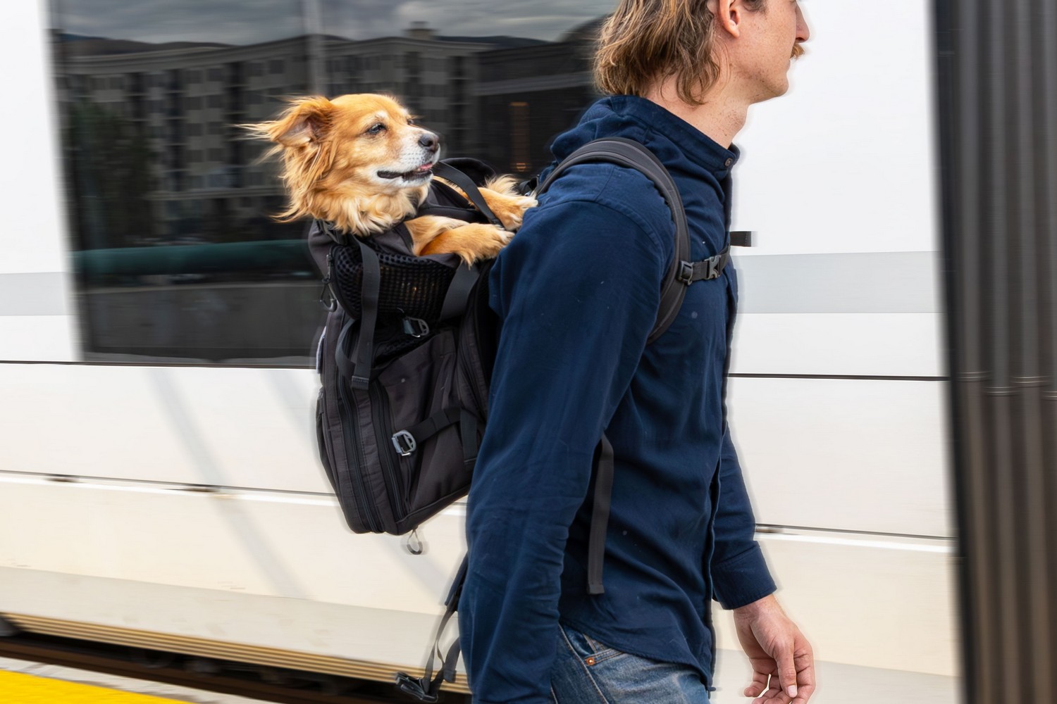 Dog backpack K9 Sport Sack Sky Pack black S (DBP14PSS-S) (8)