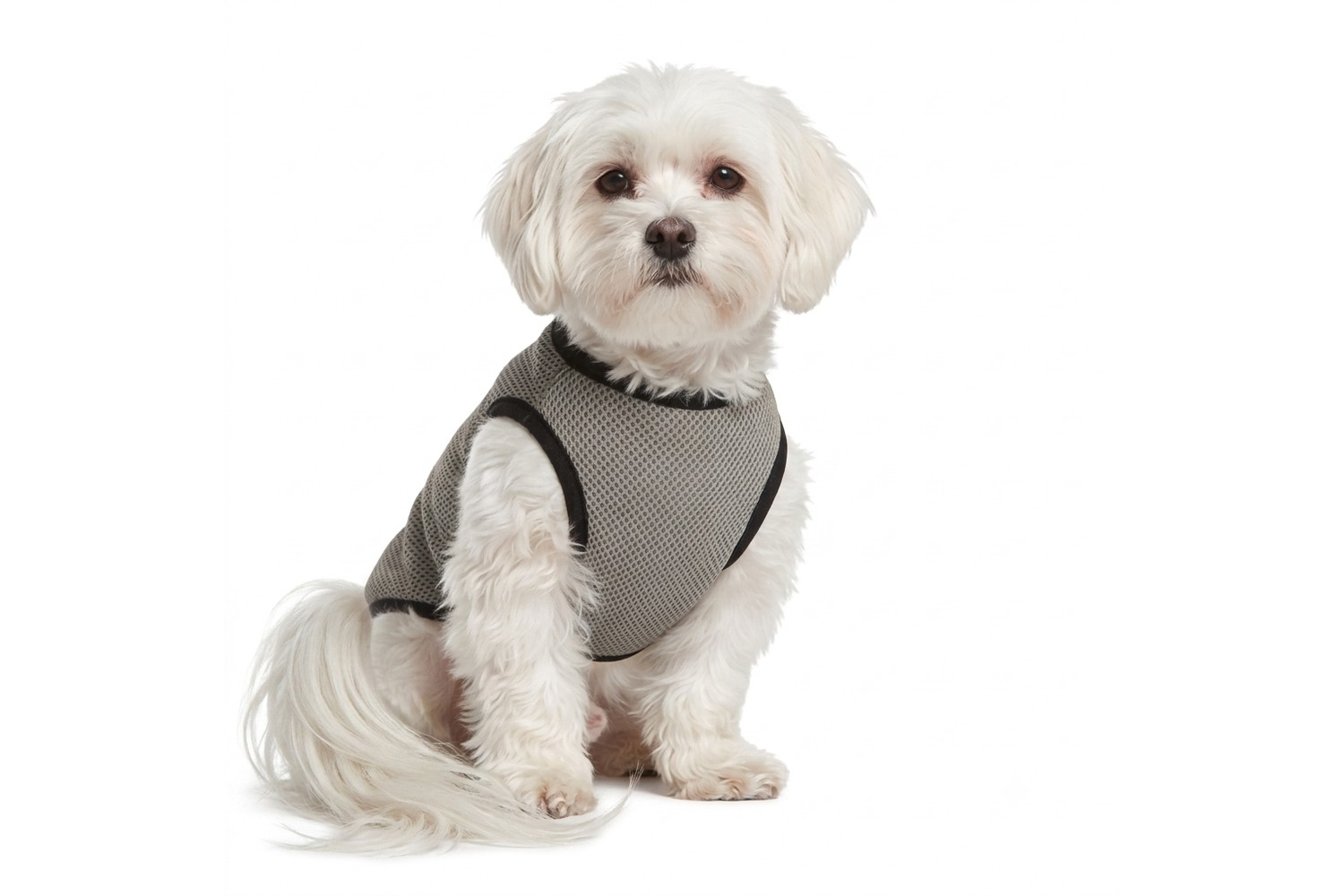 Kühlweste CoolPets S Kühlweste CoolPets S