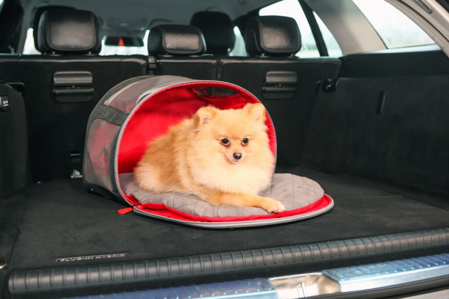 Pet carrier KONG 2-in-1 with travel mat (5) Pet carrier KONG 2-in-1 with travel mat (5)