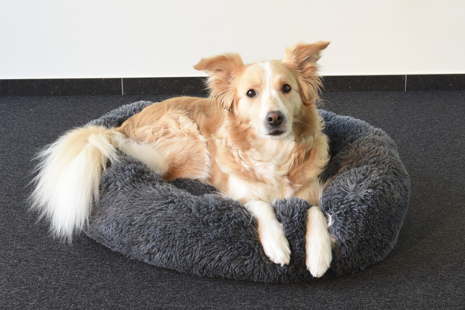 Dog bed Krems grey - &oslash;70 x 18 cm (PCB1FLKR-2) (2)