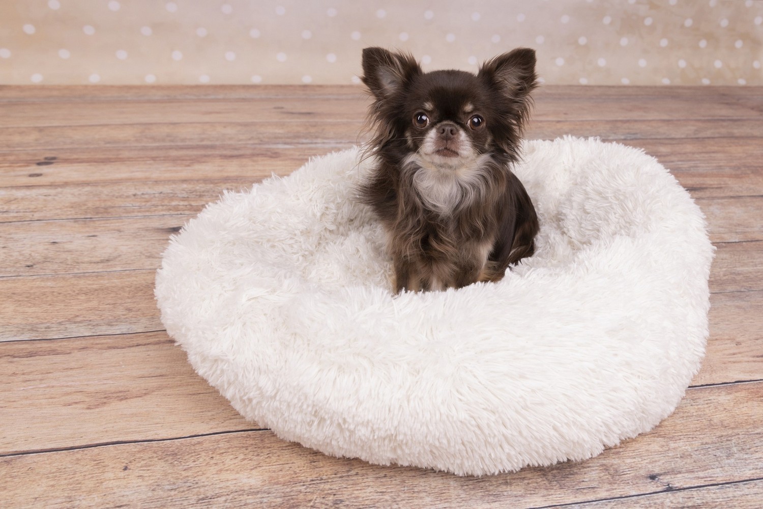 Dog bed Krems white - &oslash;50 x 18 cm (PCB2FLKR-1) (2)