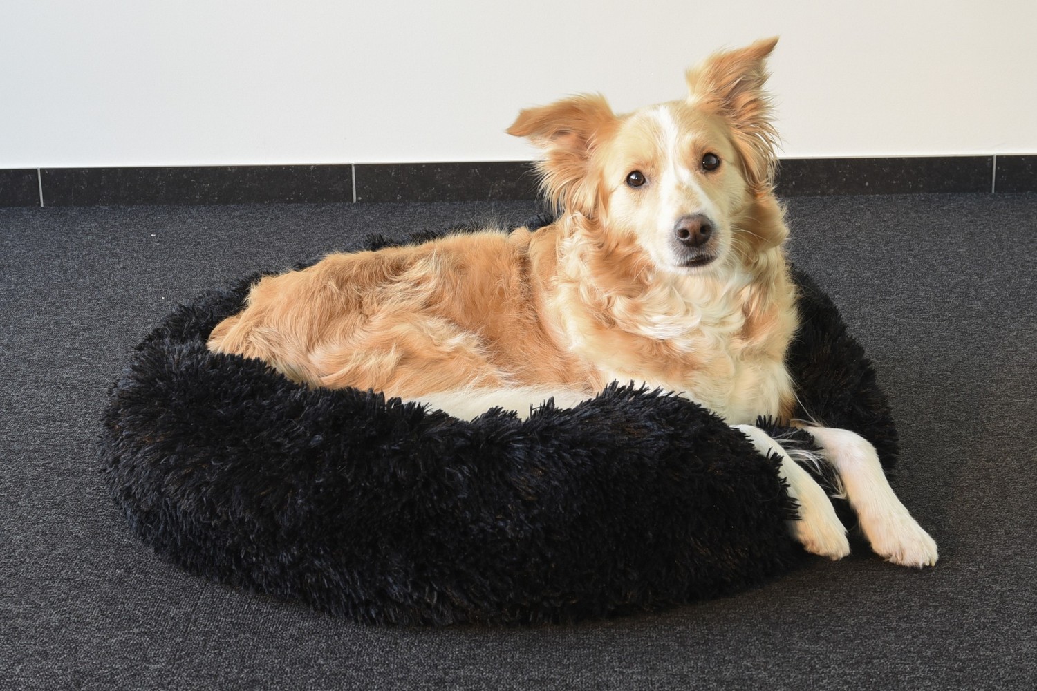 Dog bed Krems black - &oslash;70 x 18 cm (PCB3FLKR-2) (2)