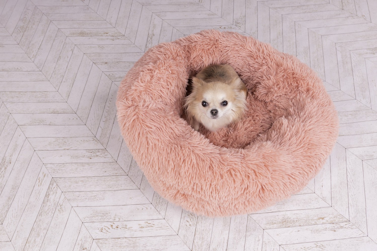 Dog bed Krems old pink - ø90 x 18 cm (PCB5FLKR-3) (2) Dog bed Krems old pink - ø90 x 18 cm (PCB5FLKR-3) (2)