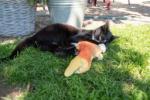 Cat toy Robocat goldfish (CHT1RCGV) (5)