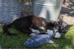 Cat toy Robocat carp (CHT1RCKA) (5)