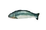 Cat toy Robocat salmon (CHT1RCZA) (2)
