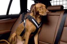 Dog harnessfor the car Allsafe black (1)