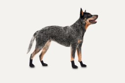 Dog boots Goo-eez Lites Black XS 4-pack (1)