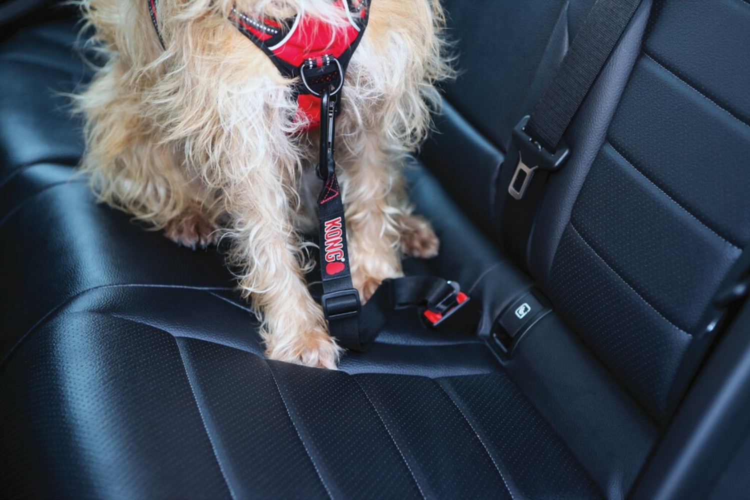 Dog car tether KONG Seat Belt (4) Dog car tether KONG Seat Belt (4)