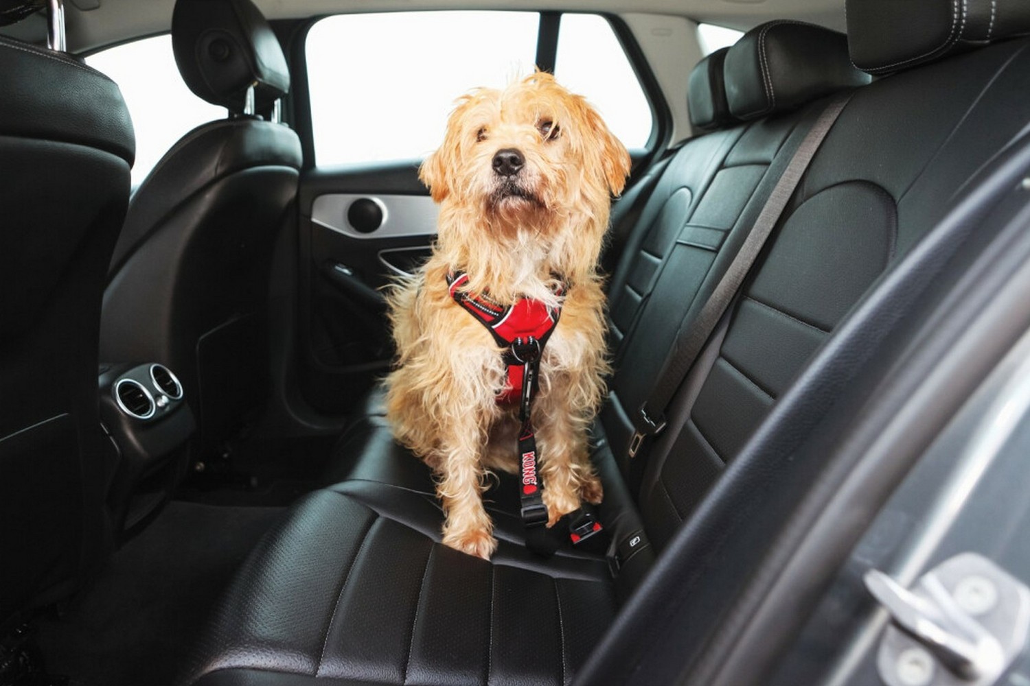 Dog car tether KONG Seat Belt (5) Dog car tether KONG Seat Belt (5)