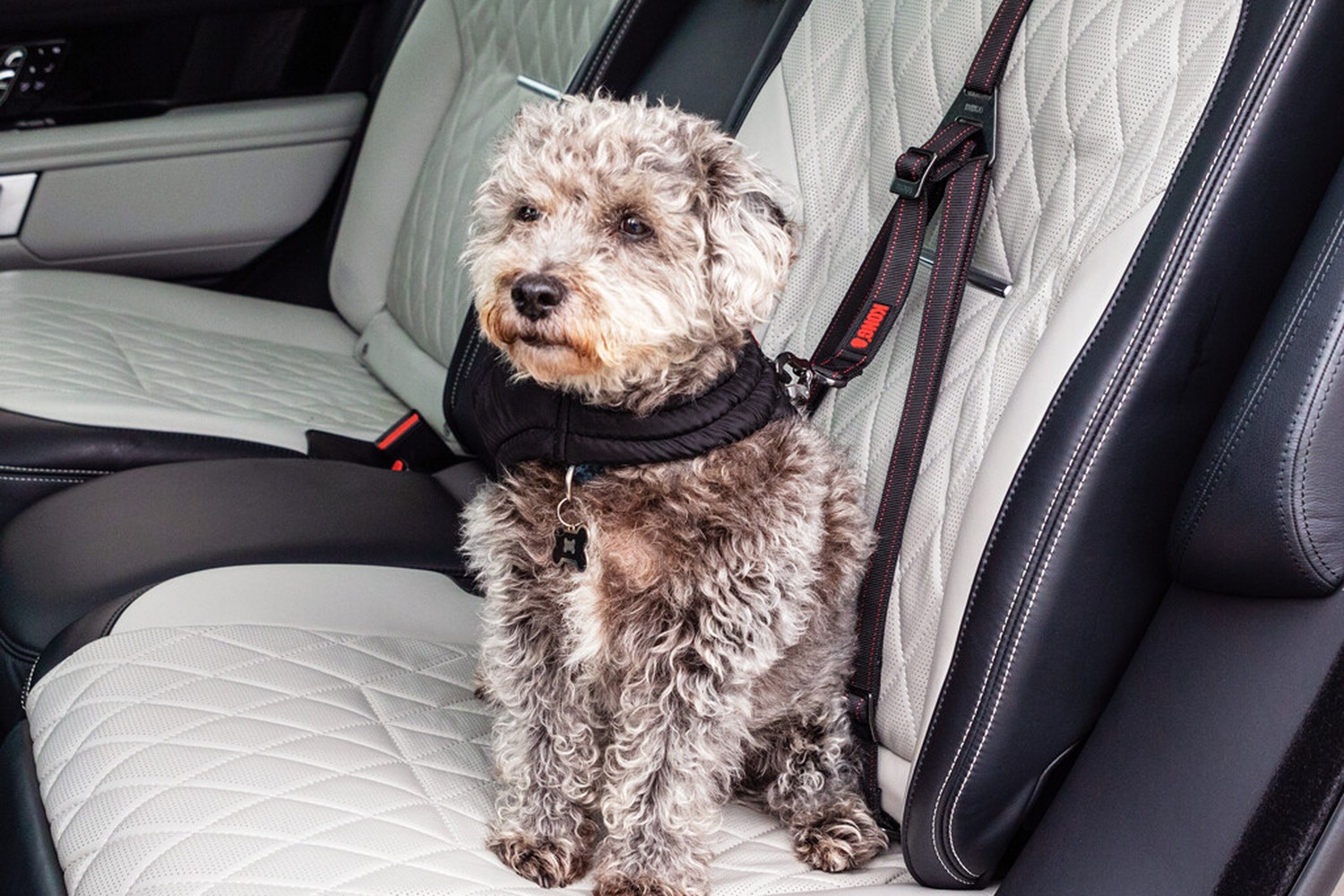 Dog car tether KONG Ultimate Safety (4) Dog car tether KONG Ultimate Safety (4)