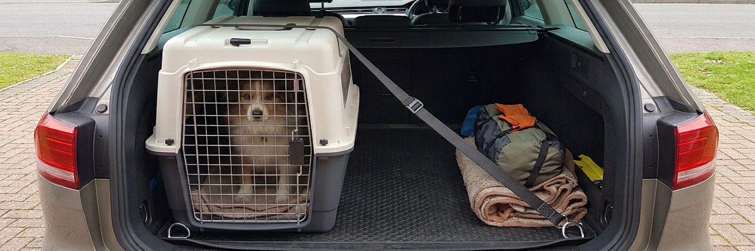 Transportbox nomad met hond in auto