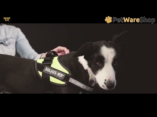 K9-Julius - IDC&reg; Powerharness safety and comfort - PetWareShop