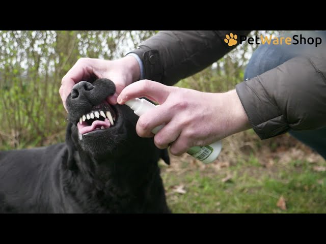 Dental Oral Spray (NL) - PetWareShop