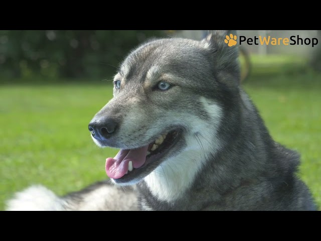 CoolPets - Premium Cooling Mat (DE) - PetWareShop