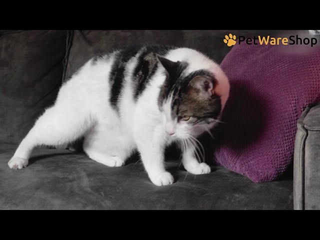 Proper Pets (EN) - PetWareShop