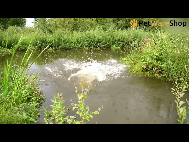 Dog Comets Stardust - PetWareShop