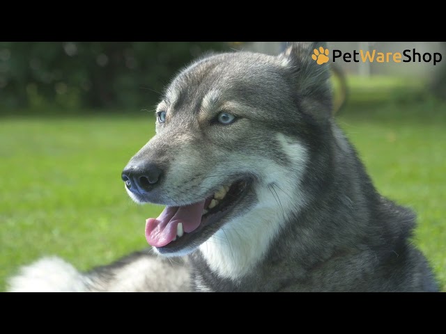 CoolPets - Premium Cooling Mat (NL) - PetWareShop