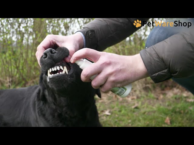 Dental Oral Spray (EN) - PetWareShop